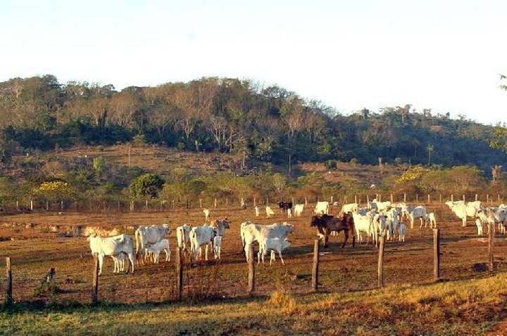 STF mantém lei que limita compra de terras por empresas estrangeiras