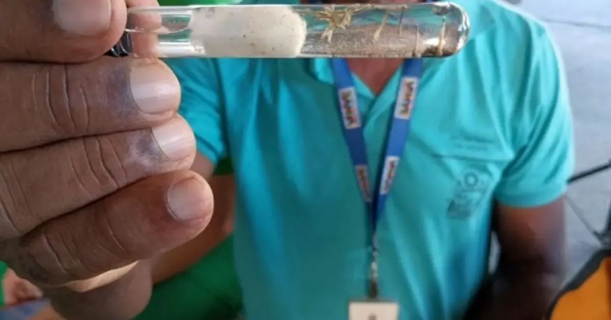 Bahia alcança 64 mortes por dengue em 2024; mais de 190 municípios estão em epidemia