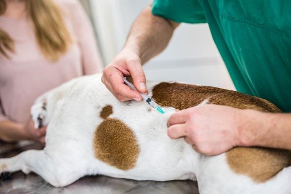 Prefeitura de Ilhéus reforça papel do CCZ e alerta sobre abandono de animais