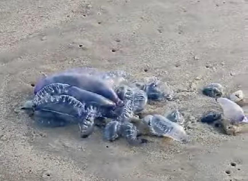 Secretaria de Saúde orienta sobre riscos de águas-vivas no litoral de Ilhéus