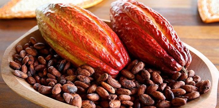 Exportações de Cacau da Bahia em 2024 Ultrapassam os R$ 2 Bilhões