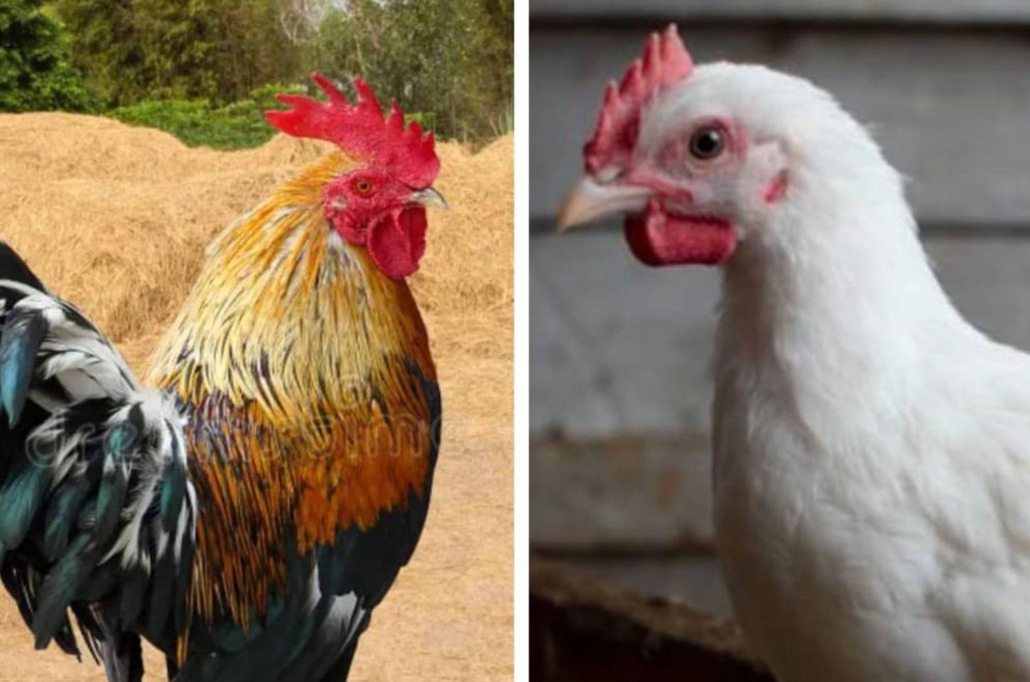 GALO DE TERREIRO E O FRANGO DE GRANJA