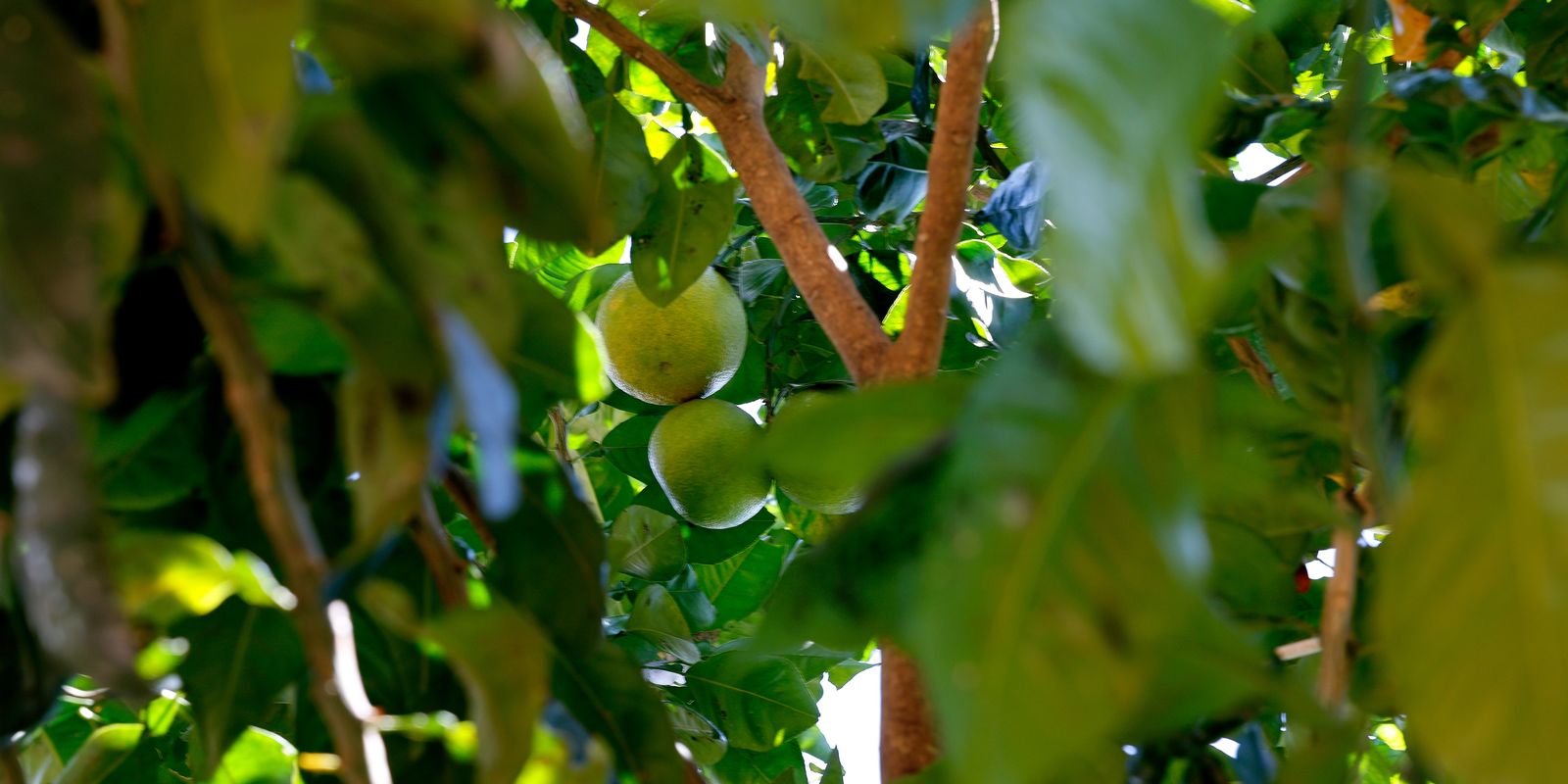 Preço do limão está acima da média, mesmo na entressafra