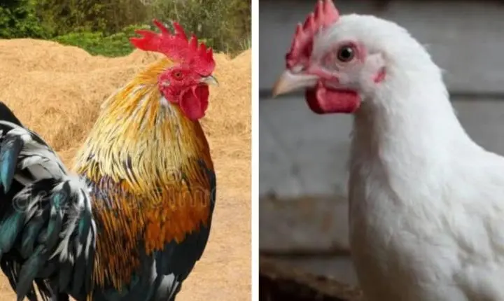 GALO DE TERREIRO E O FRANGO DE GRANJA